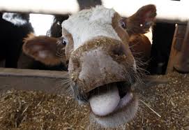 Asian cases of mad cow disease Girl take virginity
