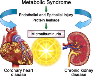 Steroid function in the body