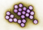 Adenovirus Infection