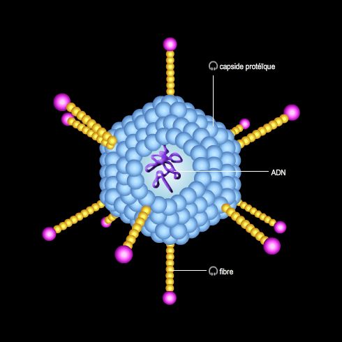 Adenovirus Vaccination