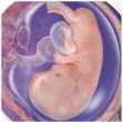 amniotic fluid embolism occurrence amniotic fluid embolism occurrence