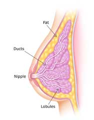 Are hyperplasia in breast tissue pity Agree hyperplasia in breast tissue understand