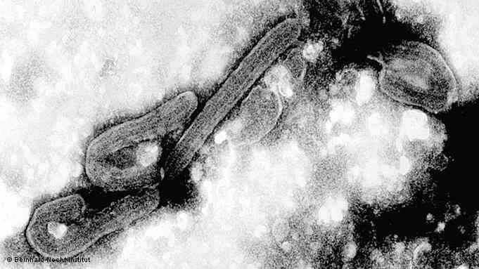 Chapare Hemorrhagic Fever | UK| PDF | PPT| Case Reports | Symptoms | Treatment