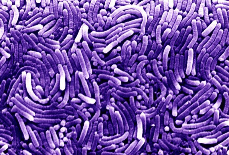 Chapare Hemorrhagic Fever