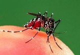 Dengue hemorrhagic fever