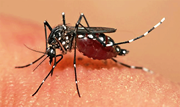 Dengue hemorrhagic fever