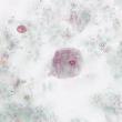 Dientamoeba fragilis Infection