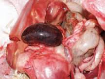E Coli Infection Japan Pdf Ppt Case Reports Symptoms Treatment