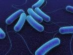 E. coli Infection