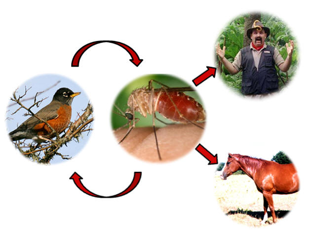 eastern equine encephalitis brazil pdf ppt case reports