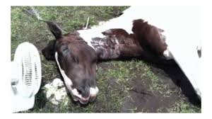 eastern equine encephalitis israel
