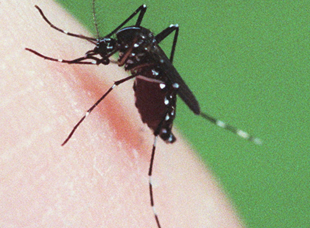 eastern equine encephalitis india pdf ppt case reports