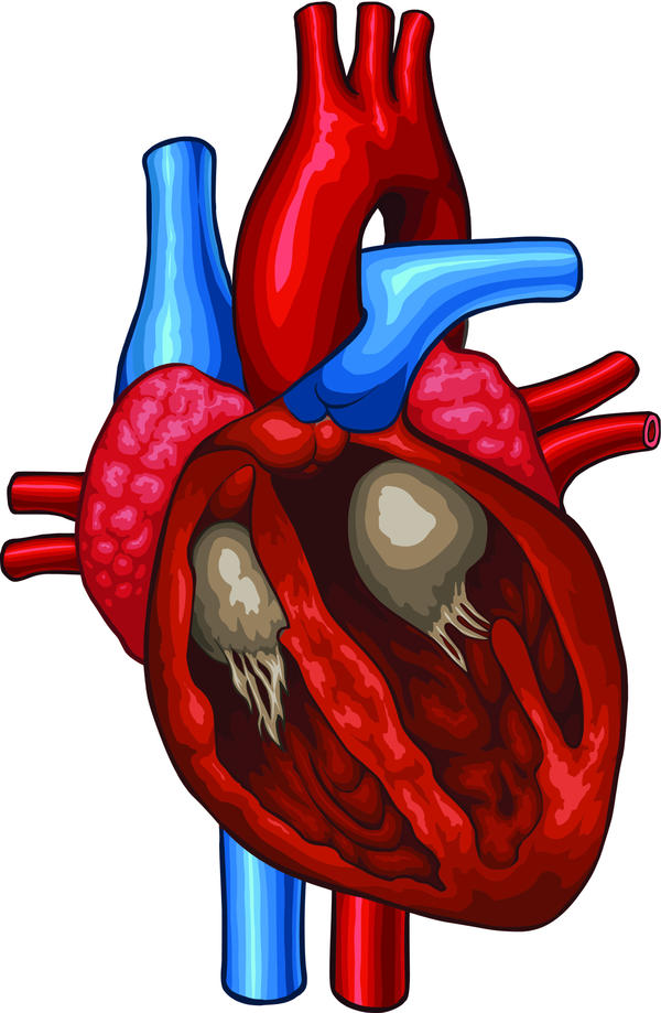Enlarged heart