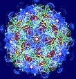 Epstein-Barr Virus Infection
