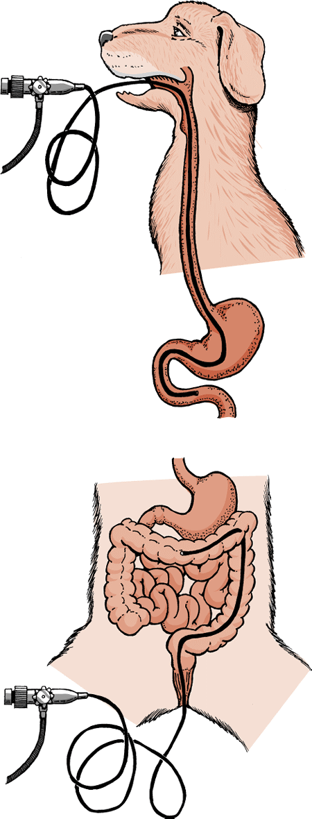 Gastrointestinal Diseases from Animals