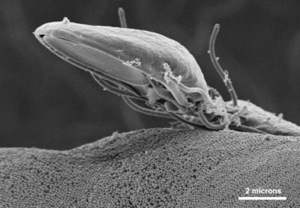 Bizonytalan jövő előtt állnak a parazita szinglik Japánban | Globoport Japán paraziták