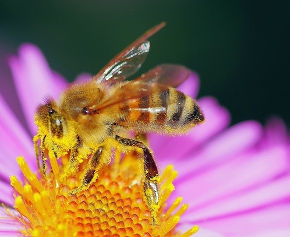 Hay Fever