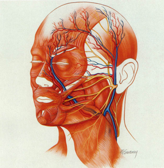 head and neck cancers sweden pdf ppt case reports symptoms head and neck cancer