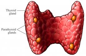 Hypoparathyroidism | Norway| PDF | PPT| Case Reports ...