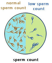 low sperm level Porn star party