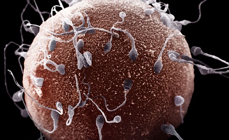 lowered sperm count Wife has big breasts
