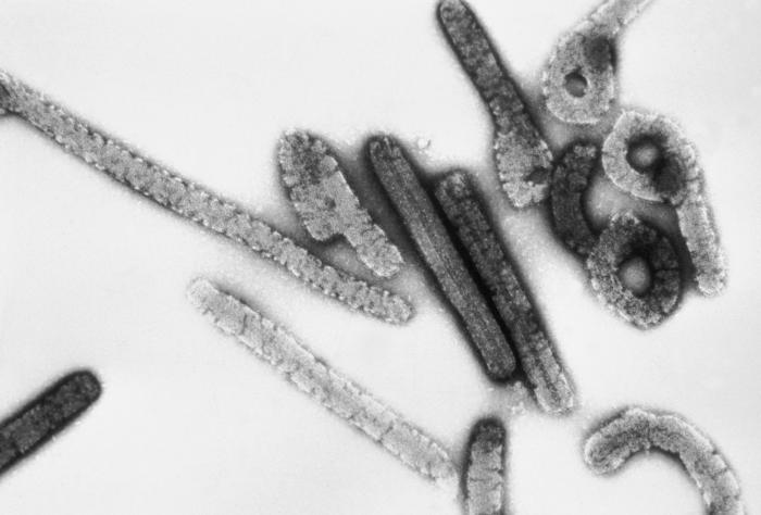 Virus Marburgo Pdf