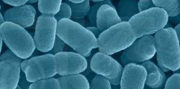 Pertussis  Poland PDF  PPT Case Reports  Symptoms  Treatment