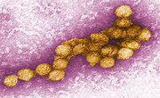 Dissertation west nile virus